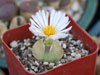 Conophytum ratum