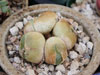 Conophytum ratum