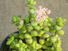 Crassula rupestris