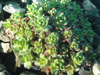 Crassula setulosa