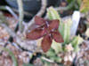 Ceropegia stapeliiformis