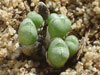 Conophytum tantillum