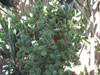 Cotyledon tomentosa