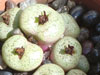 Conophytum truncatum