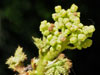 Cyphostemma uter