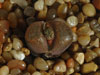Conophytum verucosum