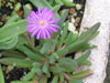 Delosperma aberdeenense