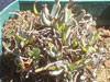 Dudleya abramsii