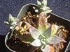 Dudleya abramsii