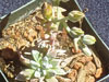 Dudleya abramsii