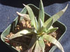 Dudleya abramsii