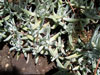 Dudleya albiflora