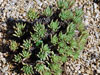 Dudleya anomola