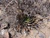 Dudleya ingens