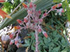 Dudleya anthonyi