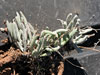 Dudleya attenuata