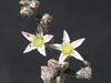 Dudleya attenuata