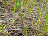 Dudleya variegata