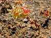 Dudleya blochmaniae