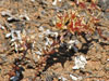 Dudleya blochmaniae