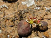 Dudleya blochmaniae