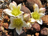 Dudleya blochmaniae