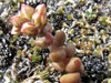 Dudleya blochmaniae