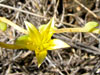 Dudleya variegata