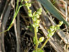 Dudleya variegata