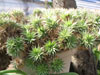 Deuterocohnia brevifolia