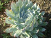 Dudleya brittonii