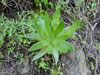 Dudleya caespitosa