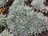 Dudleya caespitosa