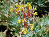 Dudleya caespitosa