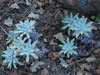 Dudleya caespitosa