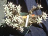 Dudleya campanaulata