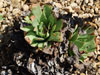 Dudleya candelabrum