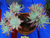 Dudleya candida