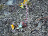 Dudleya cymosa