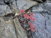 Dudleya cymosa