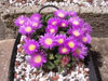 Delosperma deilanthoides