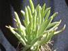 Dudleya densiflora