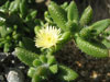 Delosperma echinatum