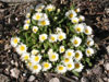 Delosperma esterhuyseniae