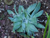 Dudleya farinosa