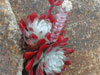 Dudleya farinosa