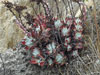 Dudleya farinosa