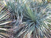 Dasylirion glaucophyllum