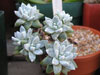 Dudleya gnoma