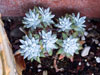 Dudleya gnoma